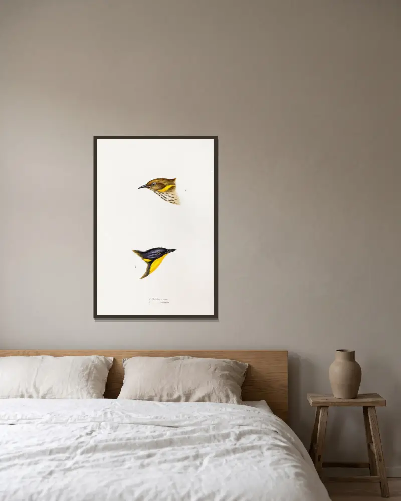 Eine Übersicht der Vögel Australiens und der angrenzenden Inseln, Tafel 72 von Elizabeth Gould gerahmt an einer Wand