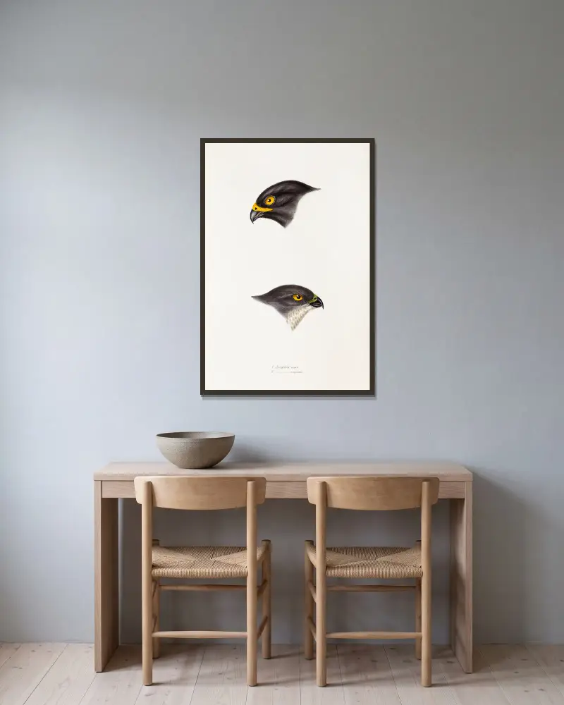 Eine Übersicht der Vögel Australiens und der angrenzenden Inseln, Tafel 45 von Elizabeth Gould gerahmt an einer Wand