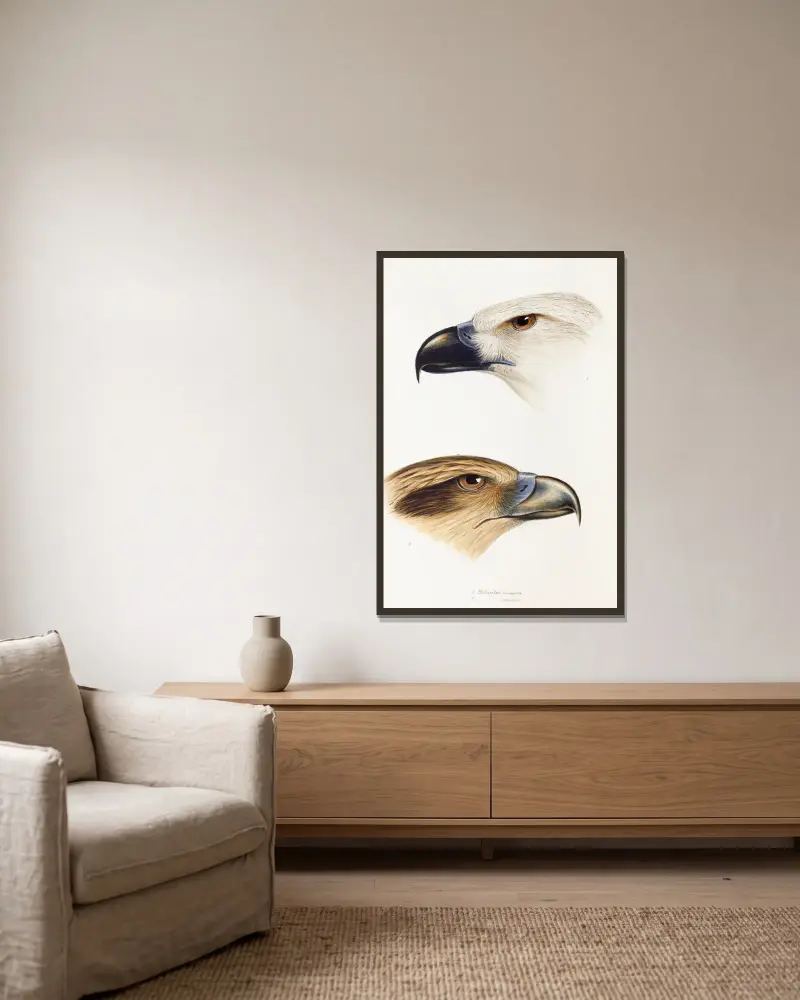 Eine Übersicht der Vögel Australiens und der angrenzenden Inseln, Tafel 39 von Elizabeth Gould gerahmt an einer Wand