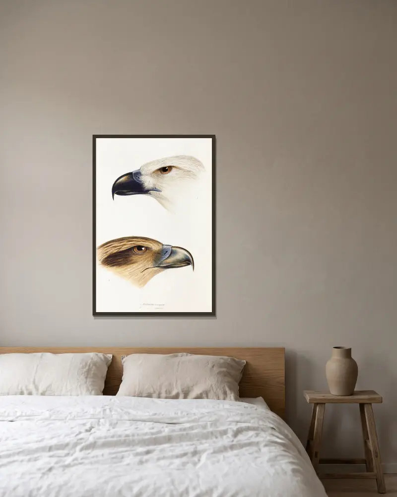 Eine Übersicht der Vögel Australiens und der angrenzenden Inseln, Tafel 39 von Elizabeth Gould gerahmt an einer Wand