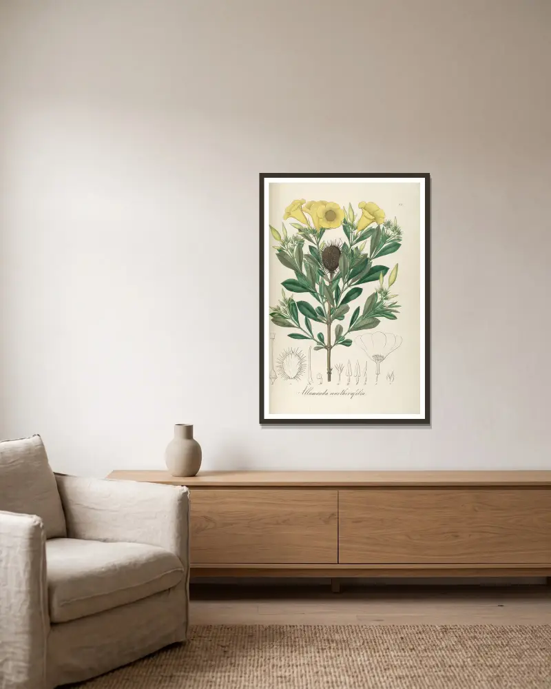 Allamanda oenotherifolia av Johann Baptist Emanuel Pohl inramad på en vägg