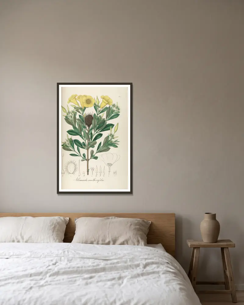 Allamanda oenotherifolia av Johann Baptist Emanuel Pohl inramad på en vägg