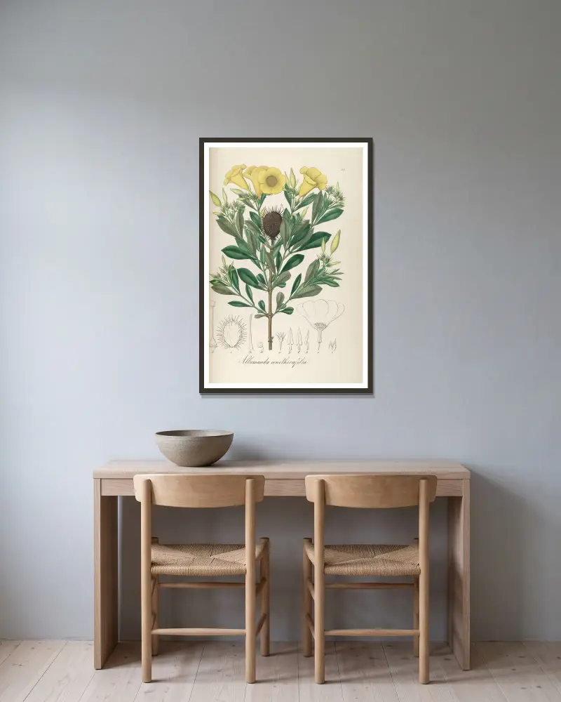 Allamanda oenotherifolia av Johann Baptist Emanuel Pohl inramad på en vägg