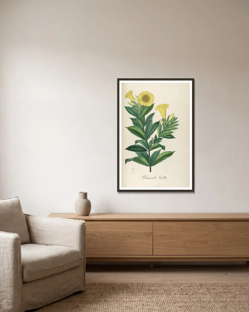 Allamanda schottii, Johann Baptist Emanuel Pohl w ramie na ścianie