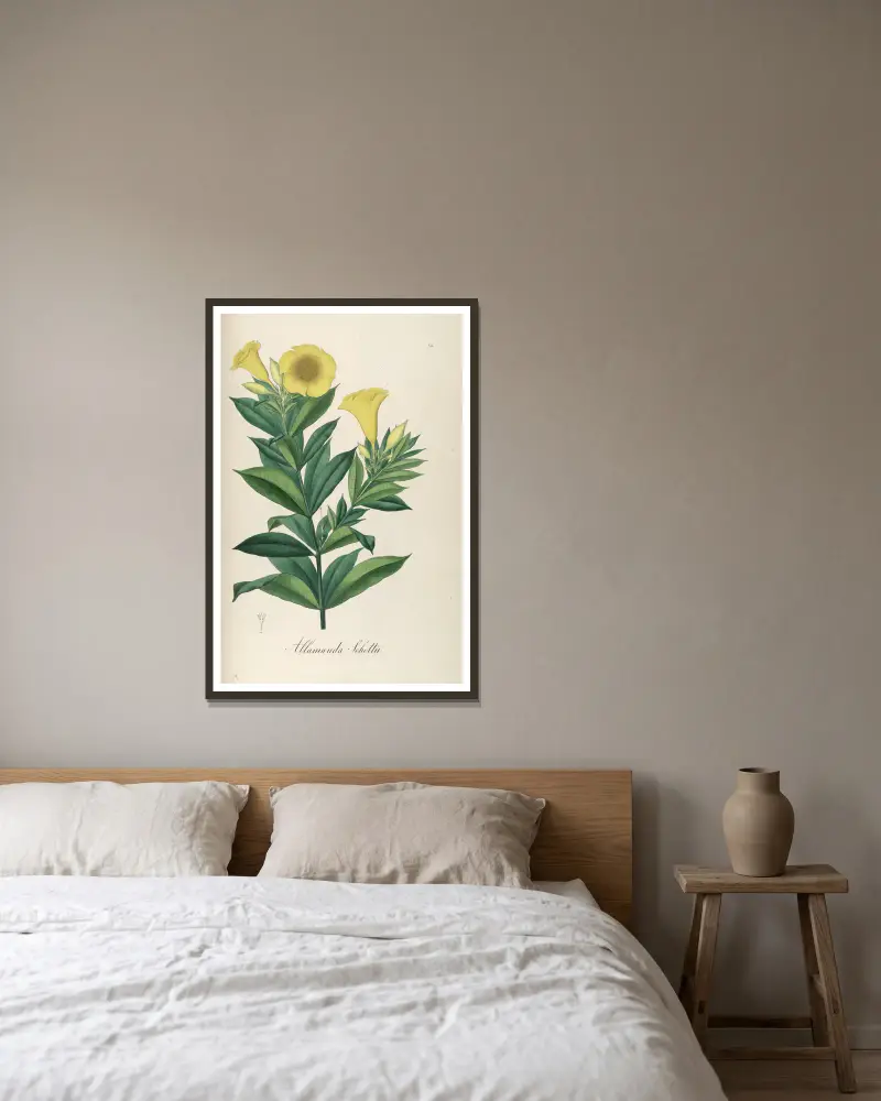 Allamanda schottii, Johann Baptist Emanuel Pohl w ramie na ścianie