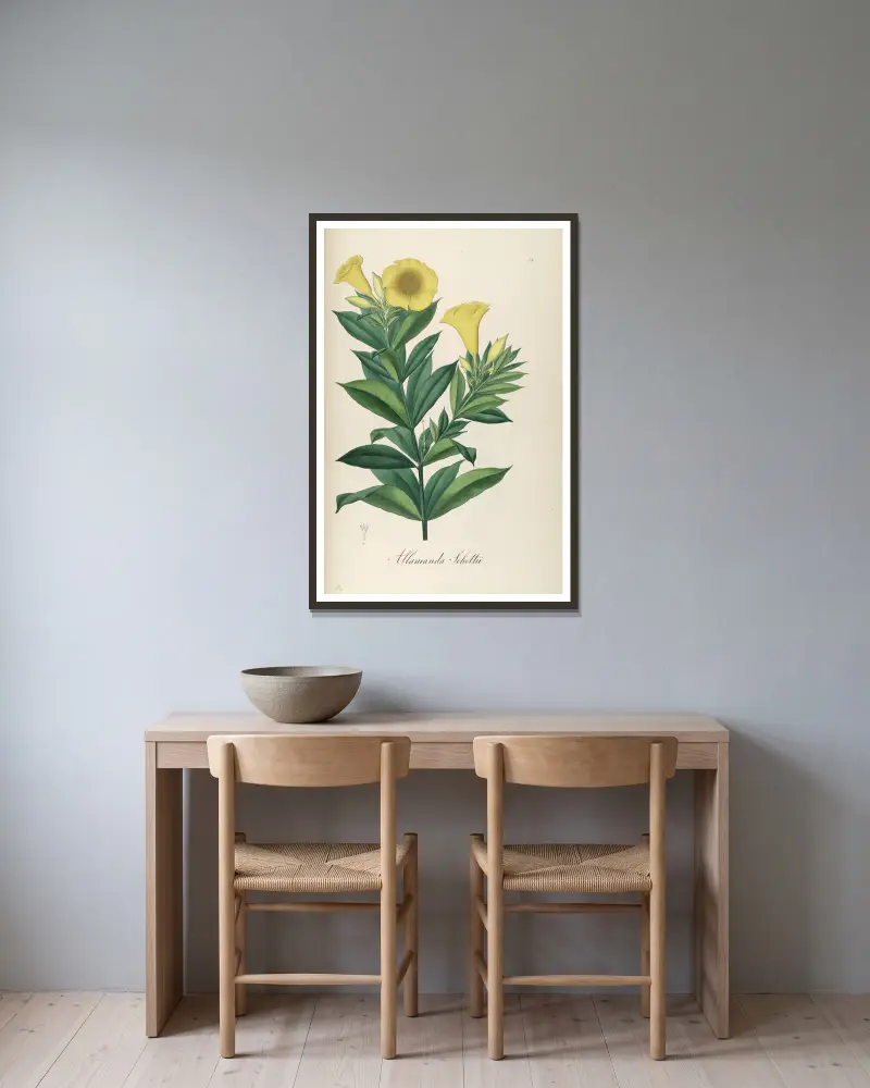 Allamanda schottii, Johann Baptist Emanuel Pohl w ramie na ścianie