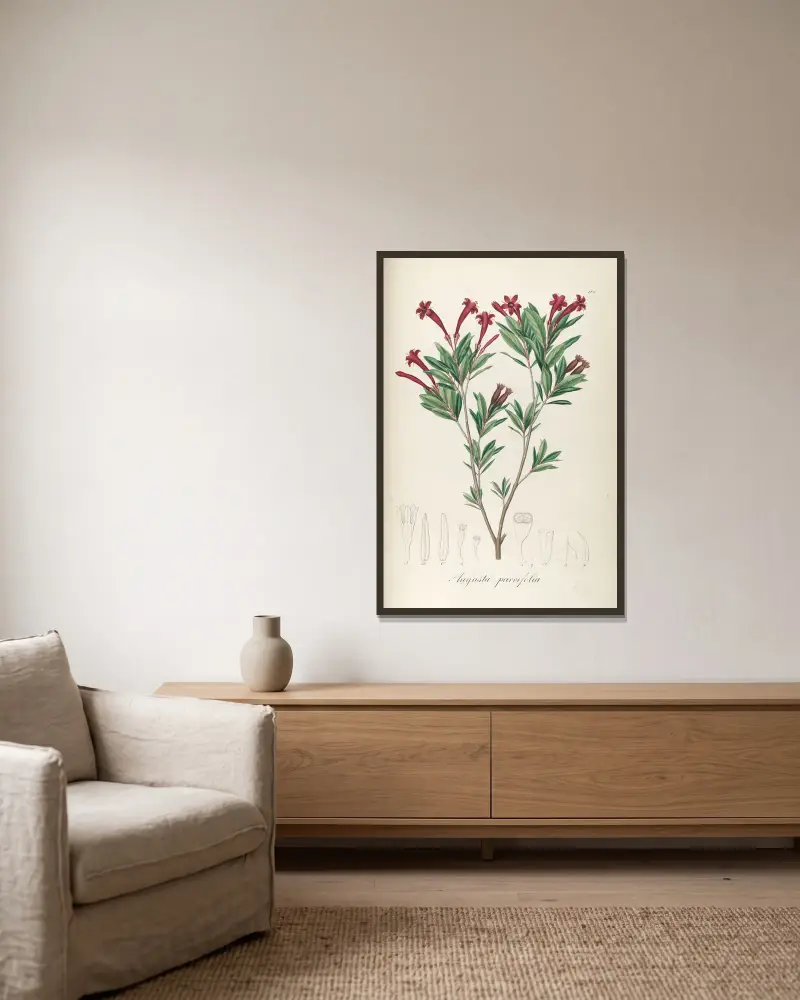 Augusta parvifolia, Johann Baptist Emanuel Pohl w ramie na ścianie
