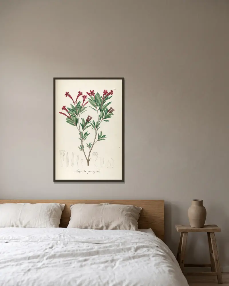 Augusta parvifolia, Johann Baptist Emanuel Pohl w ramie na ścianie