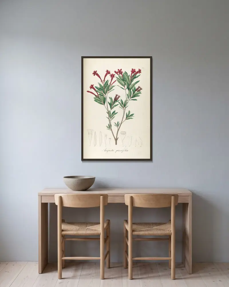 Augusta parvifolia, Johann Baptist Emanuel Pohl w ramie na ścianie
