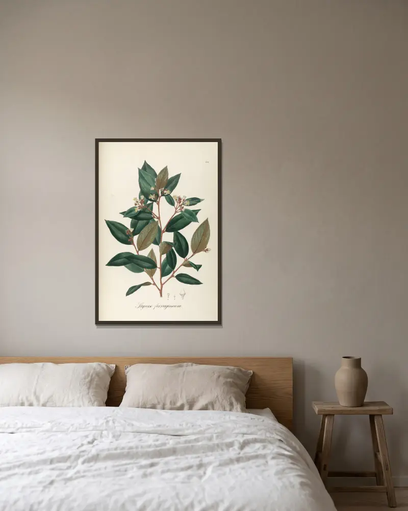 Styrax ferrugineus, Johann Baptist Emanuel Pohl v rámu na stěně