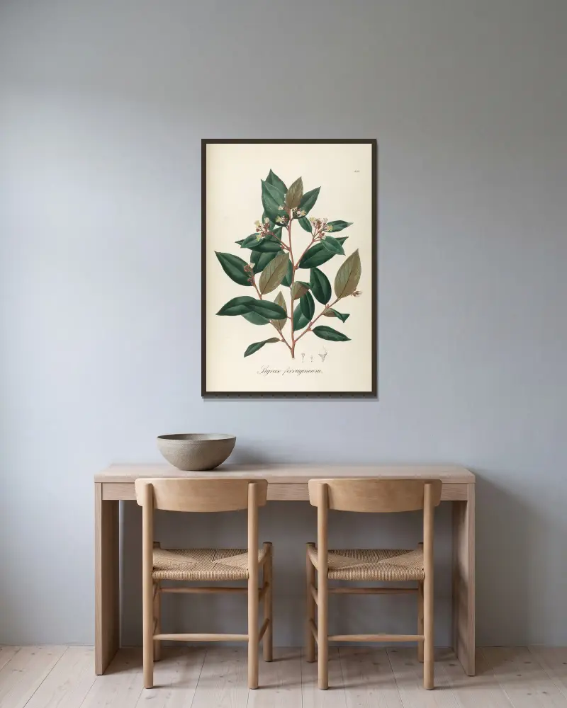 Styrax ferrugineus, Johann Baptist Emanuel Pohl v rámu na stěně