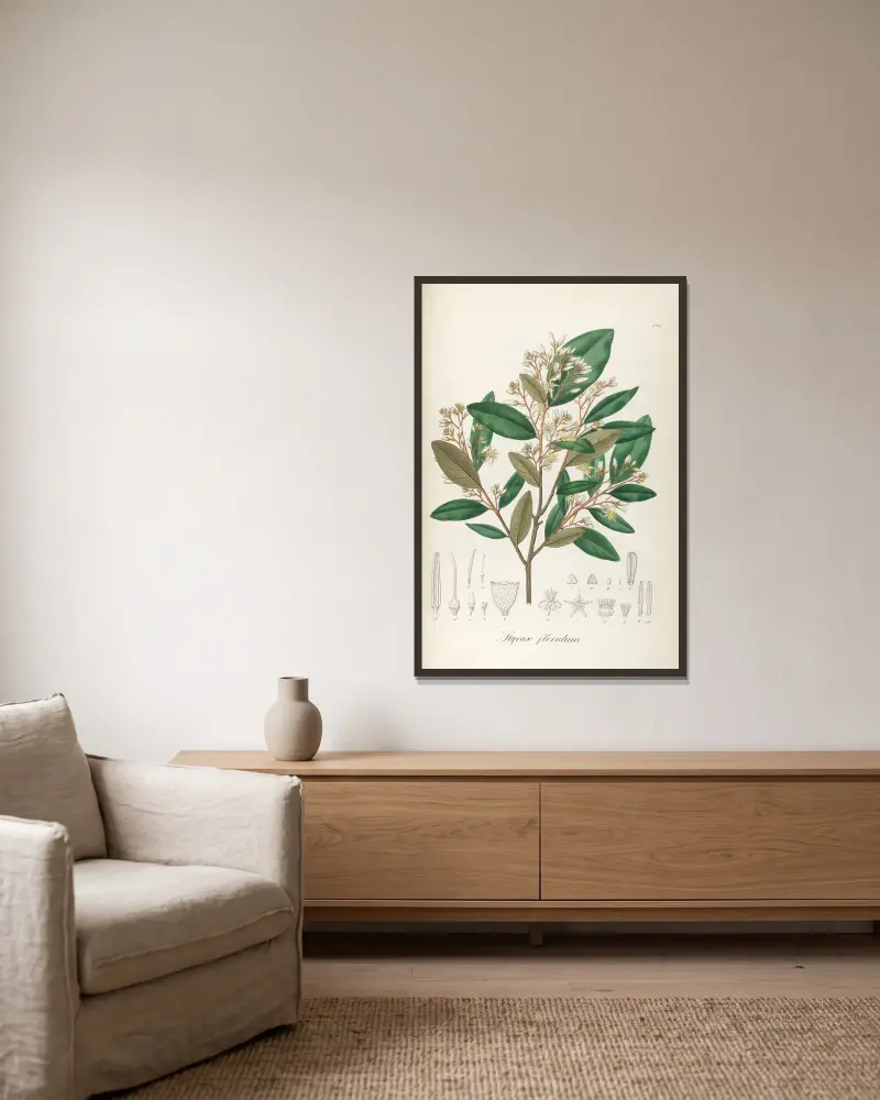 Styrax floridus, Johann Baptist Emanuel Pohl w ramie na ścianie