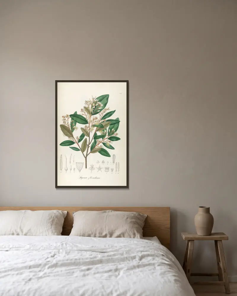 Styrax floridus, Johann Baptist Emanuel Pohl w ramie na ścianie