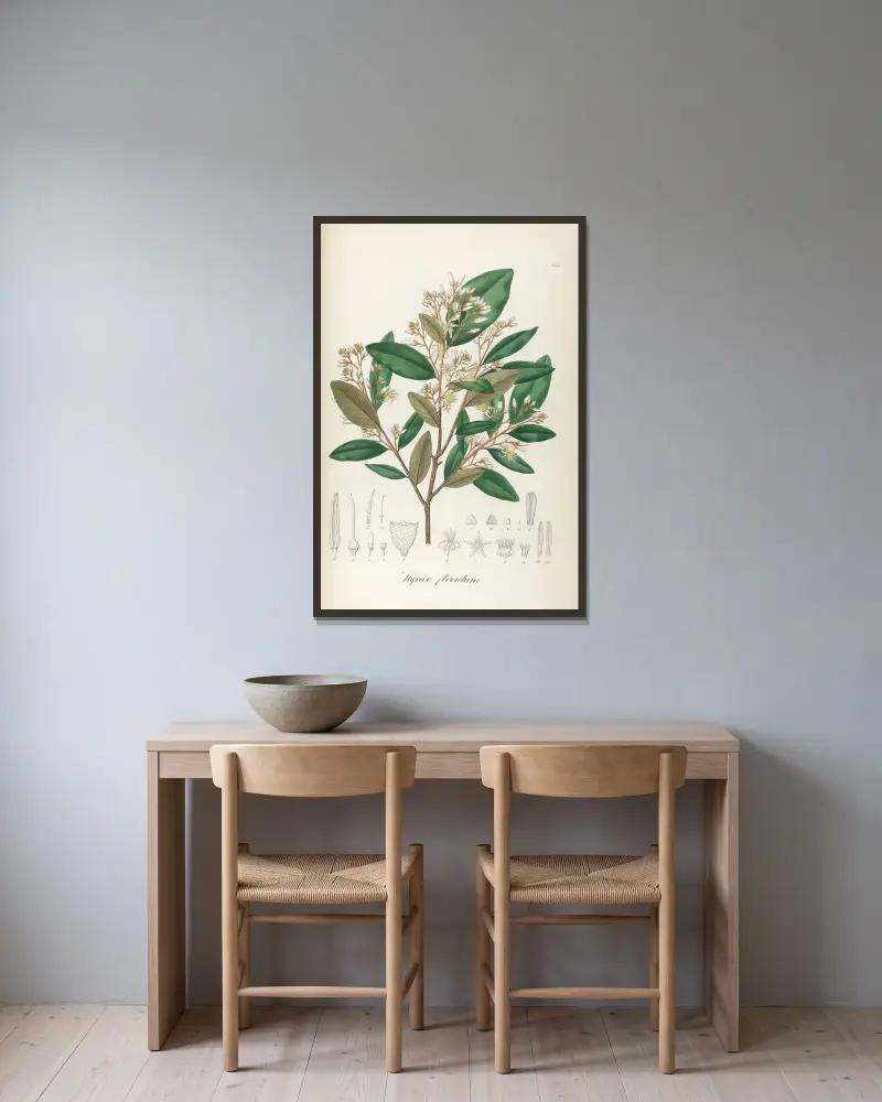 Styrax floridus, Johann Baptist Emanuel Pohl w ramie na ścianie