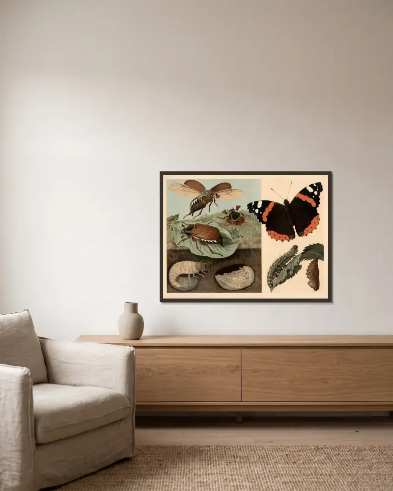 Cockchafer and butterfly av Emil Schmidt inramad på en vägg