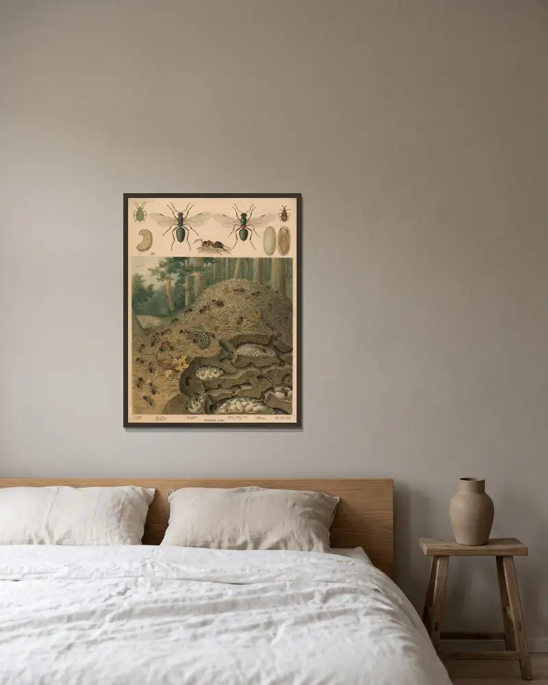 Rote Waldameise (Formica rufa), Ameisenhaufen von Emil Schmidt gerahmt an einer Wand