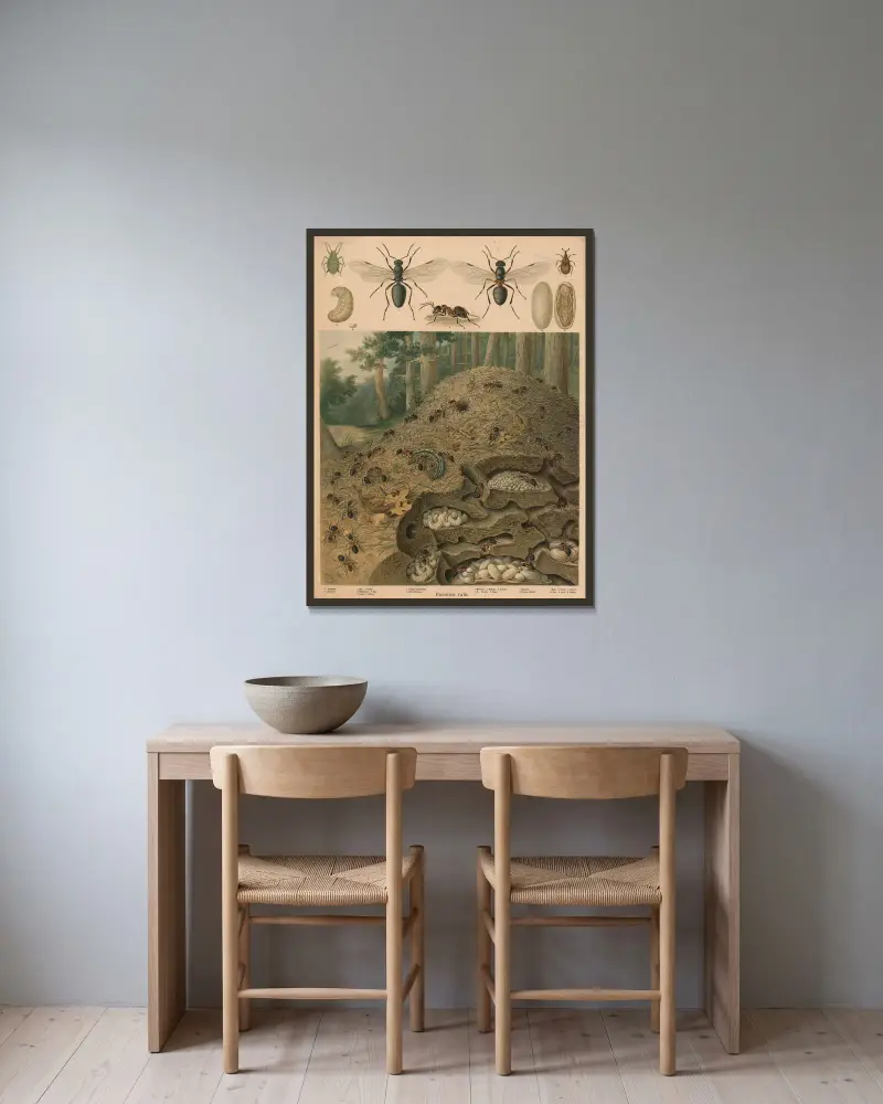 Rote Waldameise (Formica rufa), Ameisenhaufen von Emil Schmidt gerahmt an einer Wand