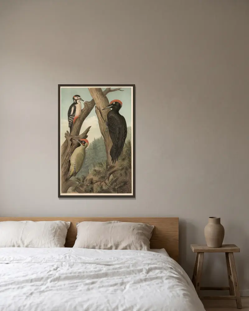 Specht von Emil Schmidt gerahmt an einer Wand