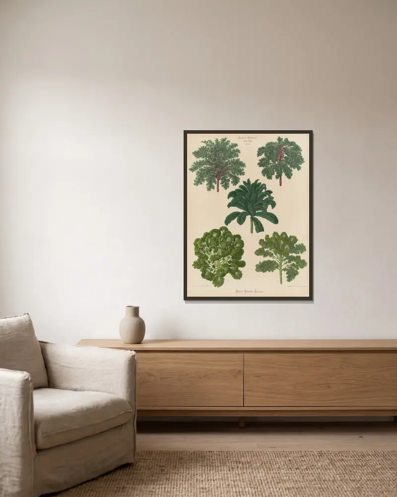 Ornamental Borecoles, or Kales av Ernst Benary inramad på en vägg