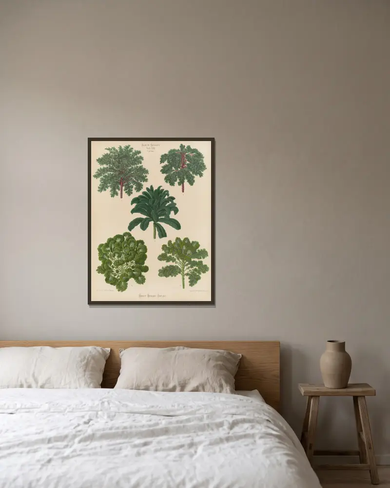 Ornamental Borecoles, or Kales av Ernst Benary inramad på en vägg