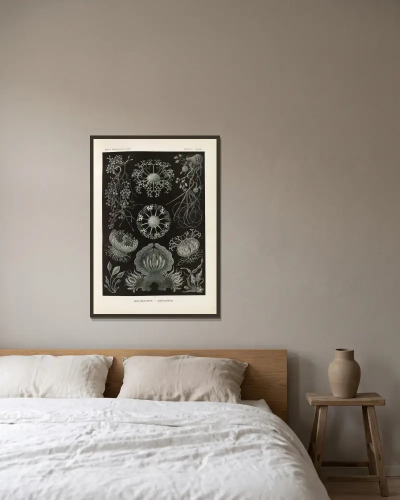 Ascomycetes. – Schlauchpilze av Ernst Haeckel inramad på en vägg