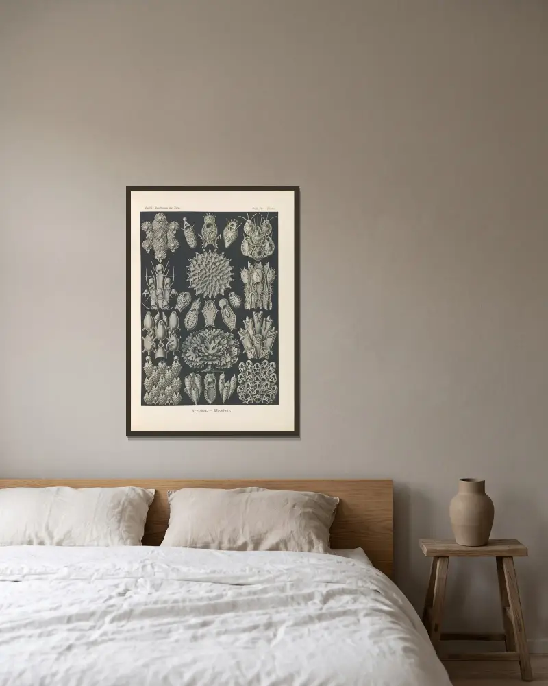 Bryozoa – Mechuňky, Ernst Haeckel v rámu na stěně