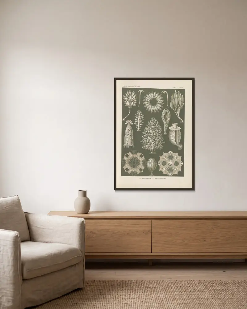 Kalksvampar, Ernst Haeckel v rámu na stěně