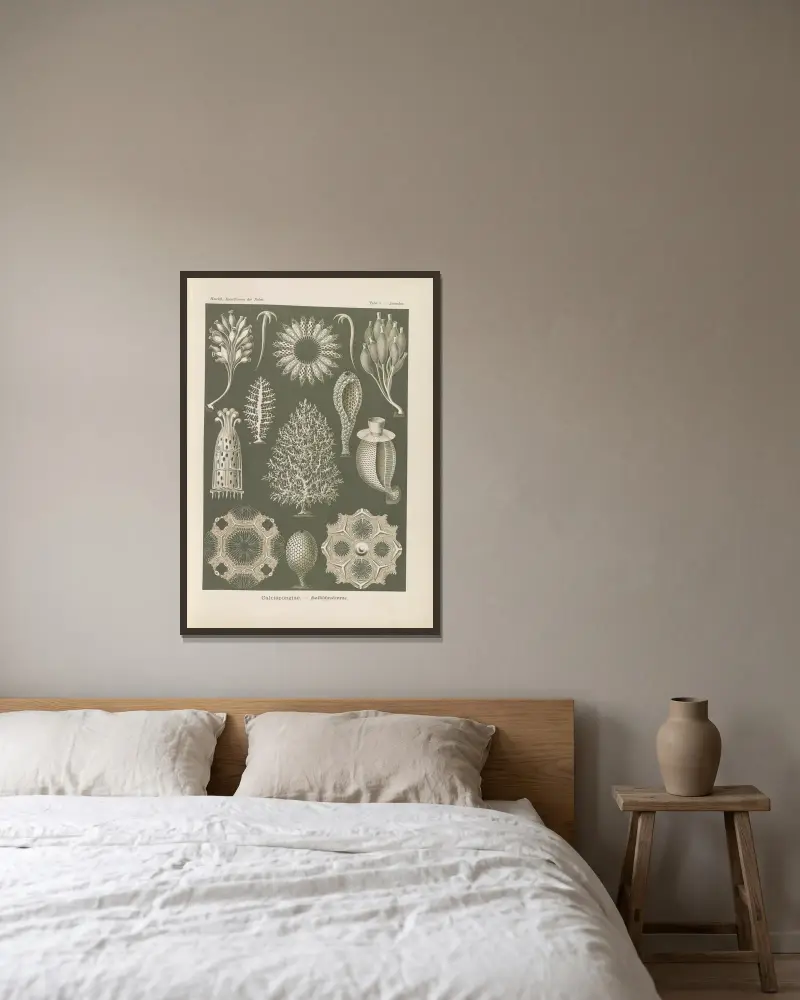 Kalksvampar, Ernst Haeckel v rámu na stěně