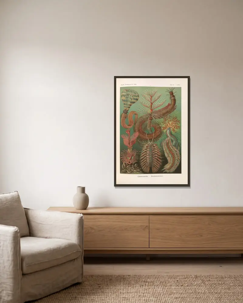 Chaetopoda. – Borstenwürmer von Ernst Haeckel gerahmt an einer Wand