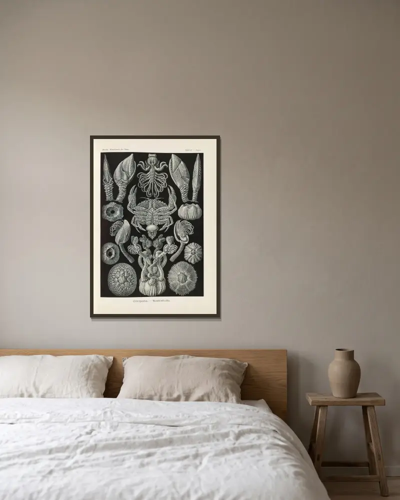 Cirripedia. – Rankenkrebse von Ernst Haeckel gerahmt an einer Wand