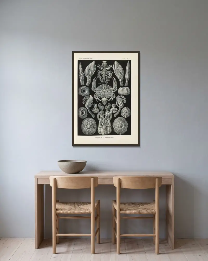 Cirripedia. – Rankenkrebse von Ernst Haeckel gerahmt an einer Wand