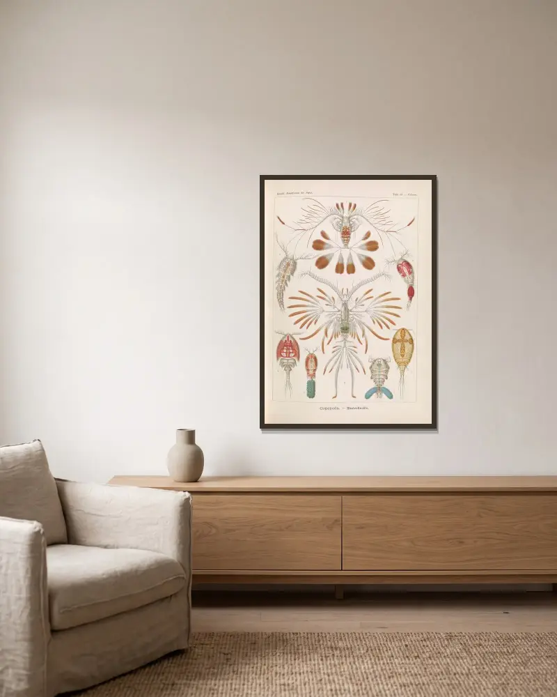 Copepoda. – Ruderkrebse av Ernst Haeckel inramad på en vägg