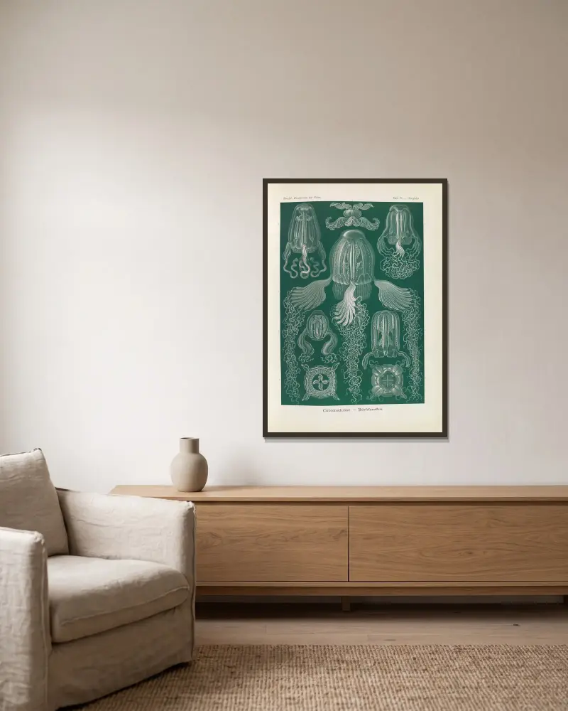 Kubmaneter av Ernst Haeckel inramad på en vägg