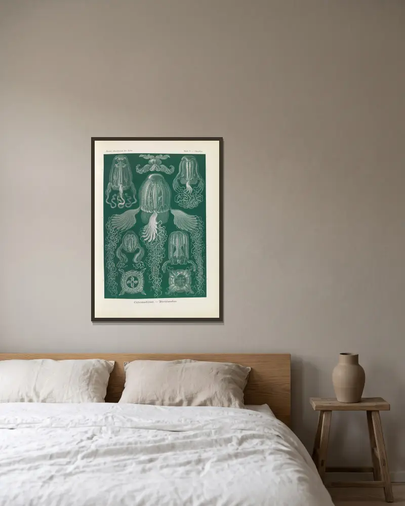 Kubmaneter av Ernst Haeckel inramad på en vägg