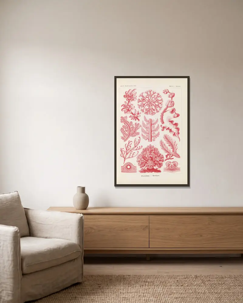 Krasnorosty, Ernst Haeckel w ramie na ścianie