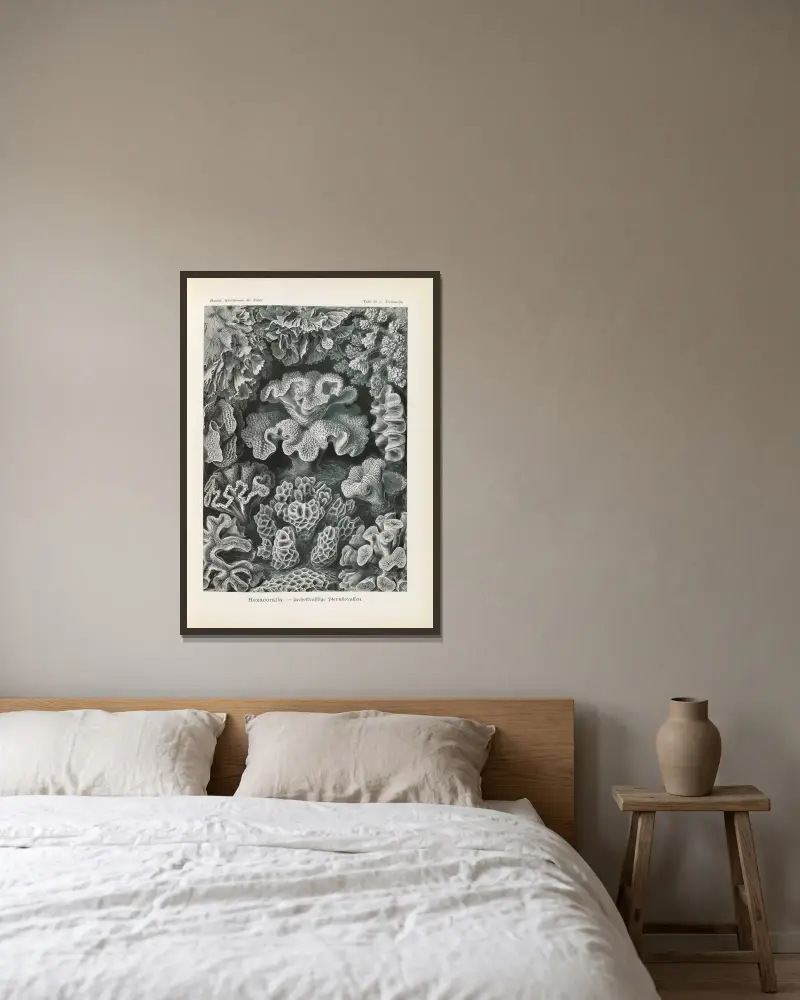 Hexacoralla. – Sechsstrahlige Sternkorallen av Ernst Haeckel inramad på en vägg