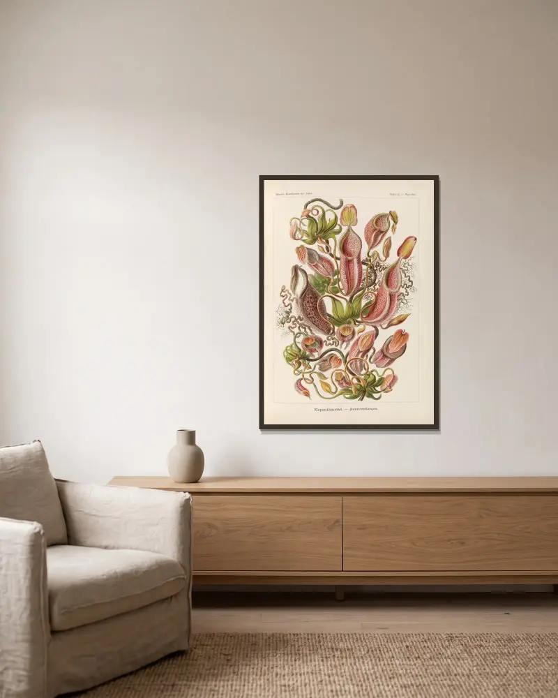 Nepenthaceae. – Kannenpflanzen av Ernst Haeckel inramad på en vägg