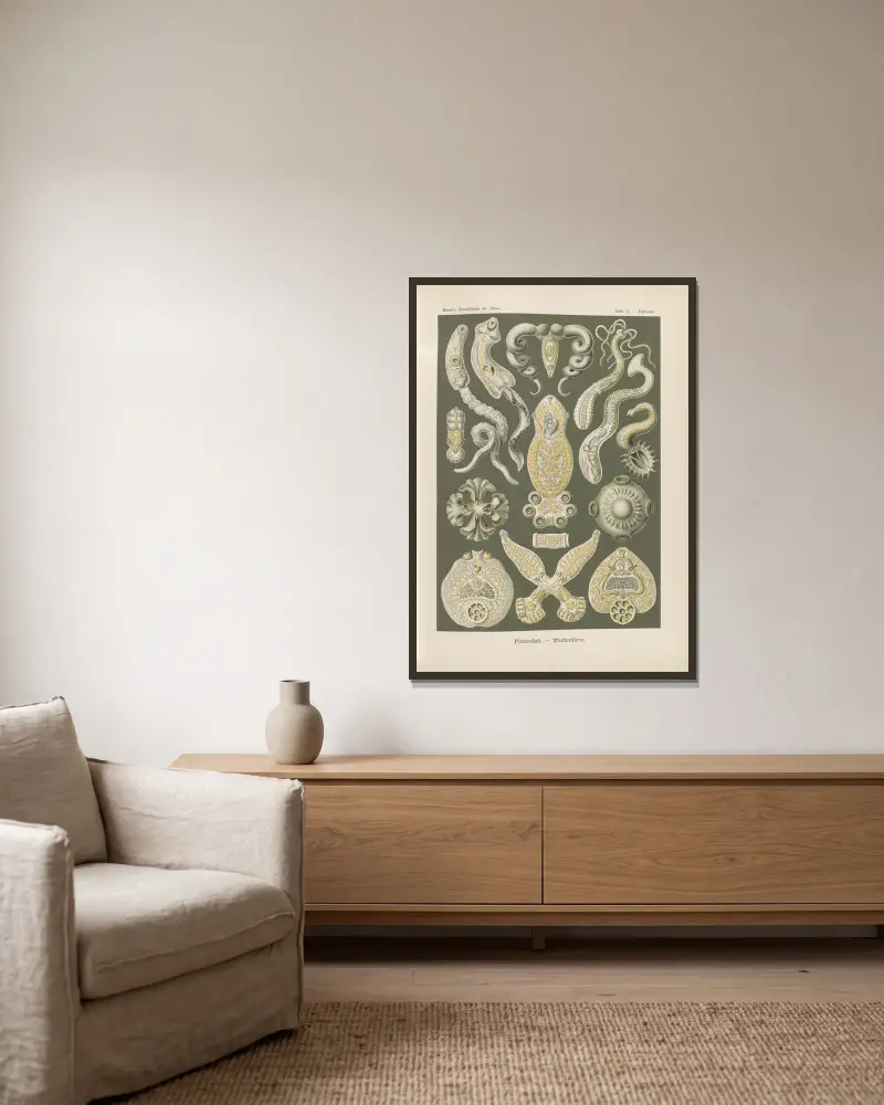 Platodes. – Zwierzęta płaskie, Ernst Haeckel w ramie na ścianie