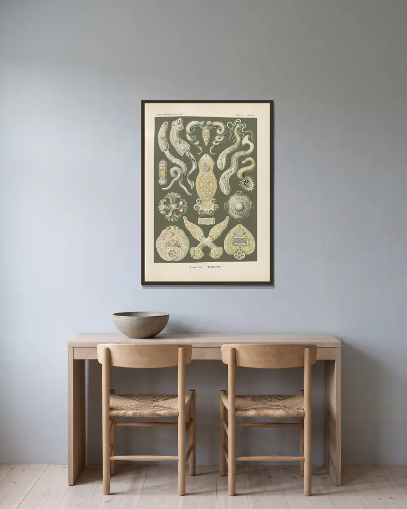 Platodes. – Zwierzęta płaskie, Ernst Haeckel w ramie na ścianie