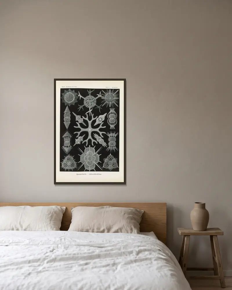 Spumellaria. – Schaumstrahlinge av Ernst Haeckel inramad på en vägg