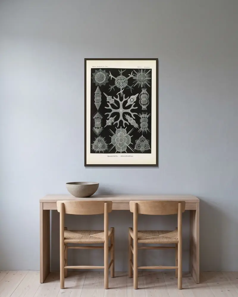 Spumellaria. – Schaumstrahlinge av Ernst Haeckel inramad på en vägg