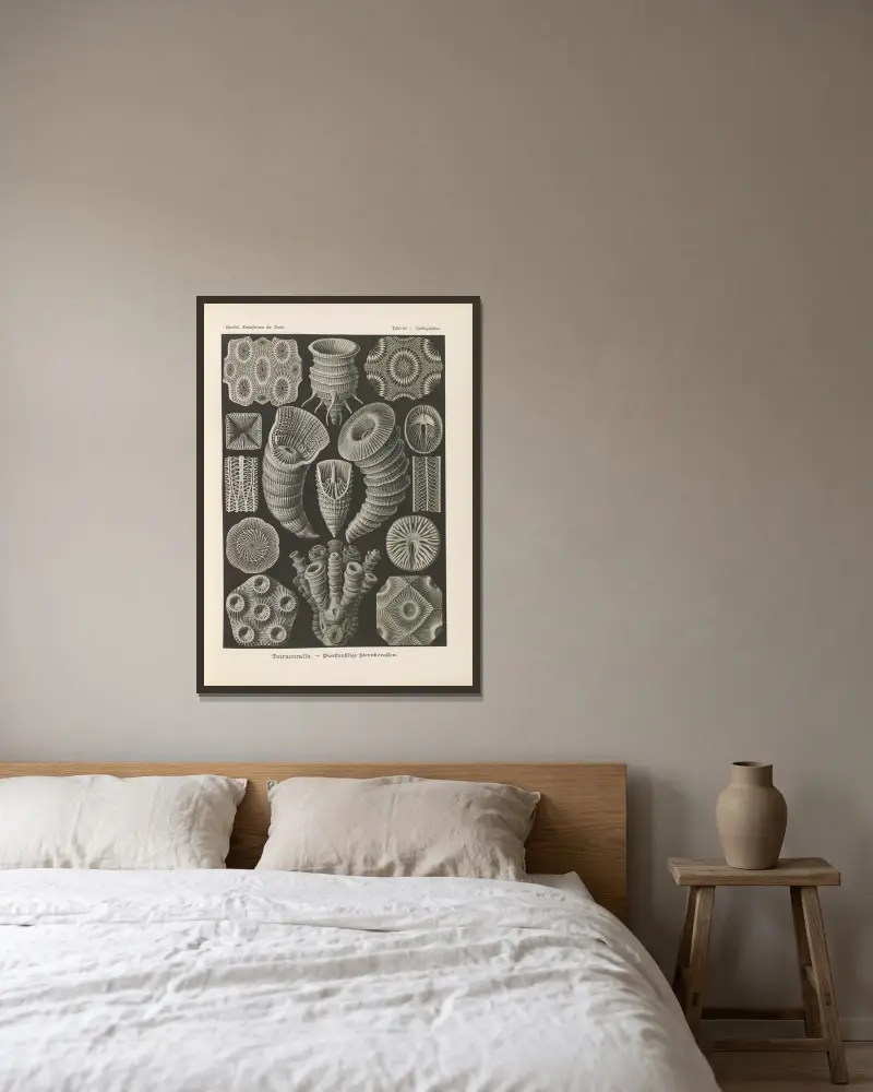 Tetracoralla – fyrstråliga stjärnkoraller av Ernst Haeckel inramad på en vägg