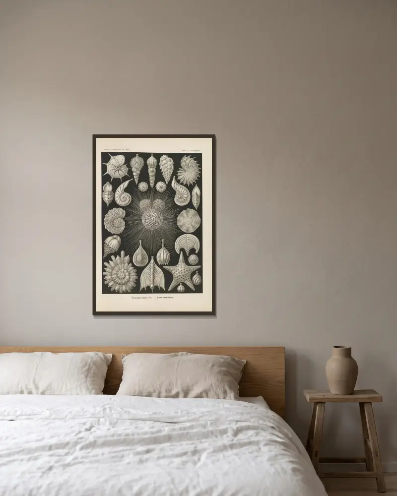 Thalamophora. – Komory, 1904 – Nr. 2, Ernst Haeckel w ramie na ścianie