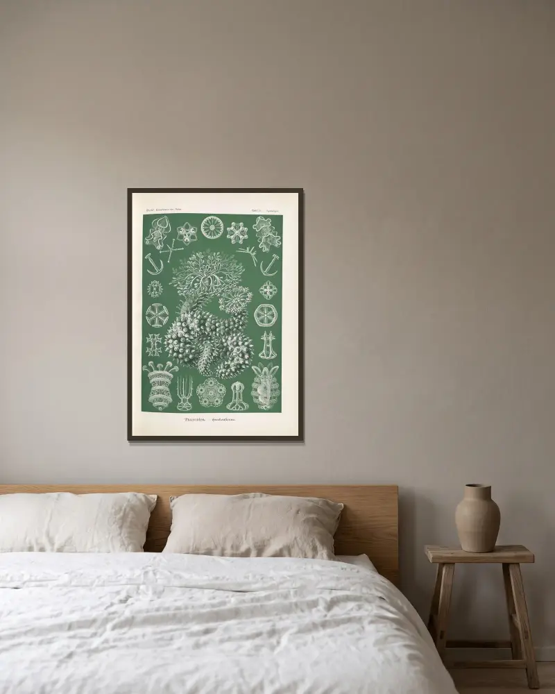 Sumýši (Thuroidea. – Gurkensterne), Ernst Haeckel v rámu na stěně