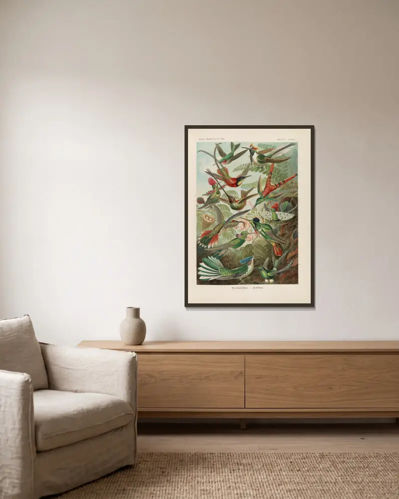 Trochilidae. – Kolibry, Ernst Haeckel w ramie na ścianie