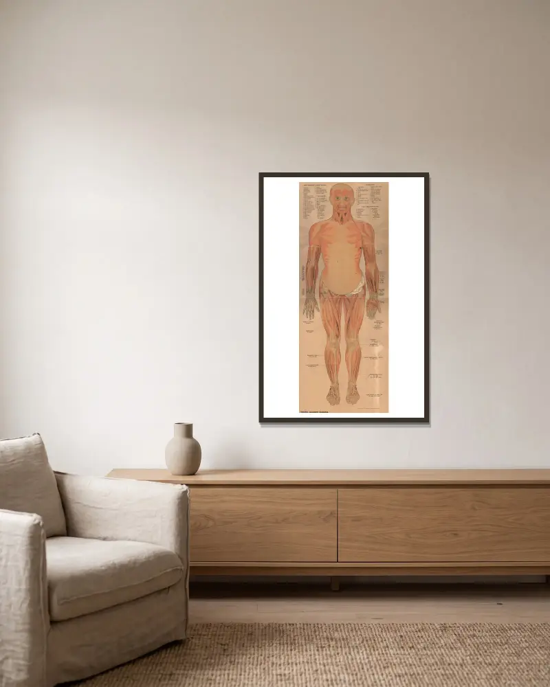 Muscles and internal organs, 1902 – nr 2 av J.F. Schreiber inramad på en vägg