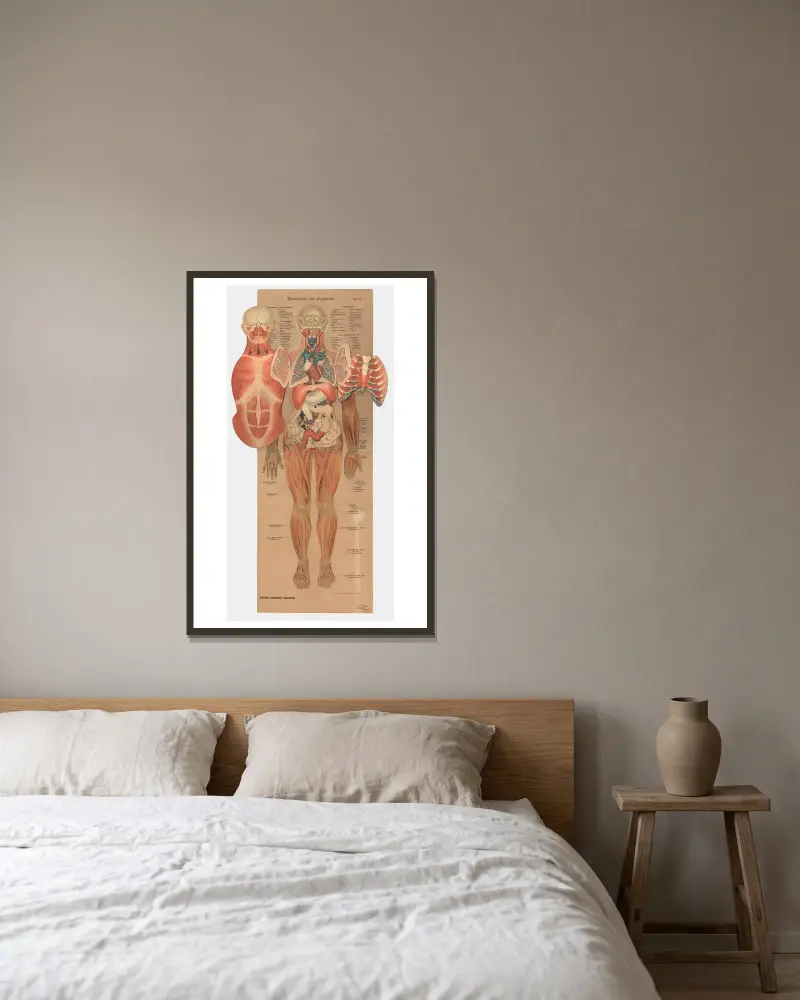 Muscles and internal organs, 1902 – nr 1 av J.F. Schreiber inramad på en vägg