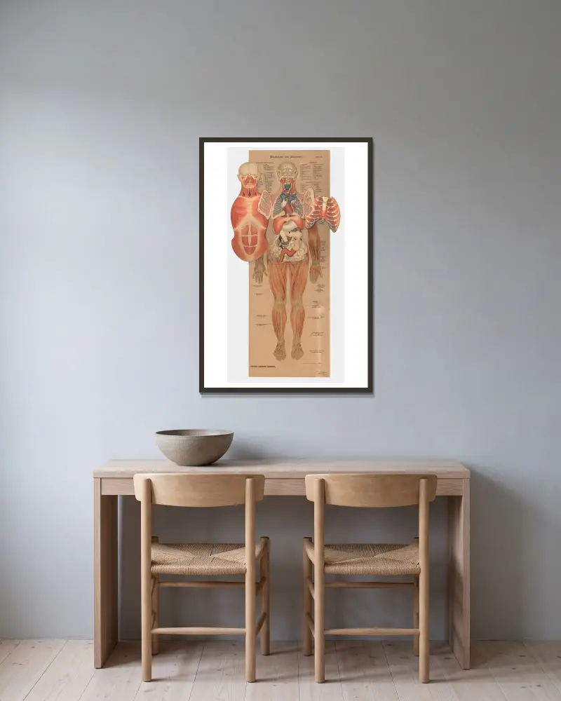 Muscles and internal organs, 1902 – nr 1 av J.F. Schreiber inramad på en vägg