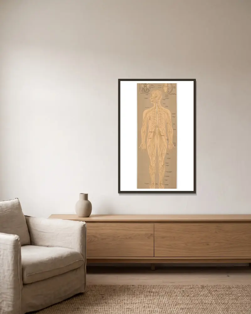 The nervous system av J.F. Schreiber inramad på en vägg