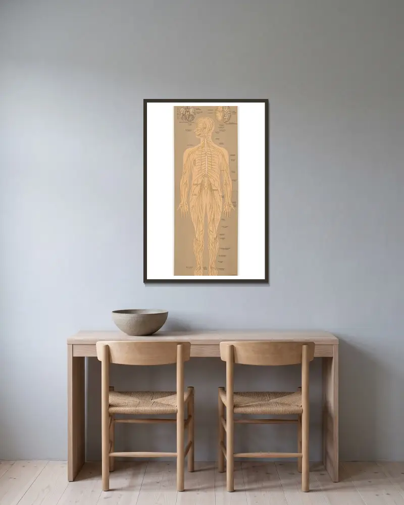 The nervous system av J.F. Schreiber inramad på en vägg
